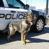 K-9 Police Massachusetts Bay Transportation Authority MBTA Police Canine Unit kh 