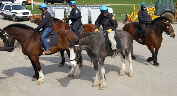 Plymouth Police Mounted Unit training at County Farm