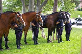 "Clancy," "Chopper," "Camden," and "Pelle" w/ their riders on Water Street (June/2010)