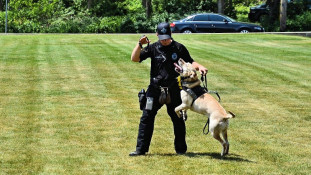 Drug detection dogs are never given drugs, they just sniff the out.