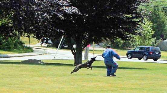 K9 Cain becomes airborne at about 30 mph ready the grab the suspect.